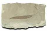 Detailed Fossil Leaf (Populus) - Green River Formation, Utah #356136-1